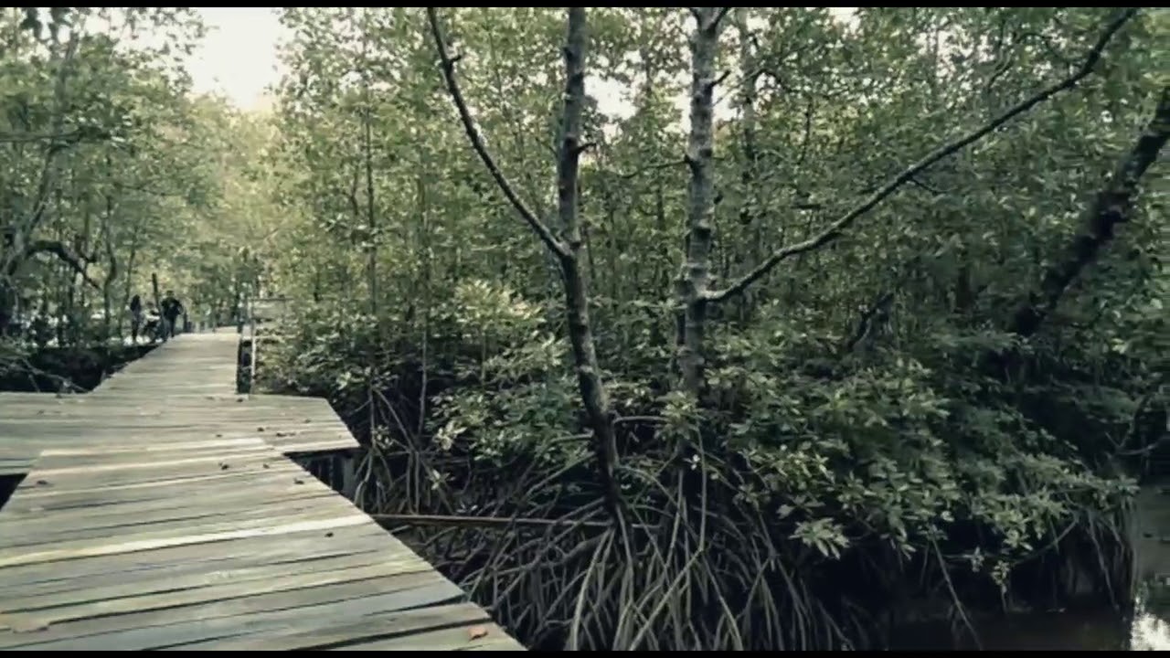Hutan mangrove 