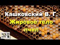 #Кашковский В.Г. Жировое тело пчел