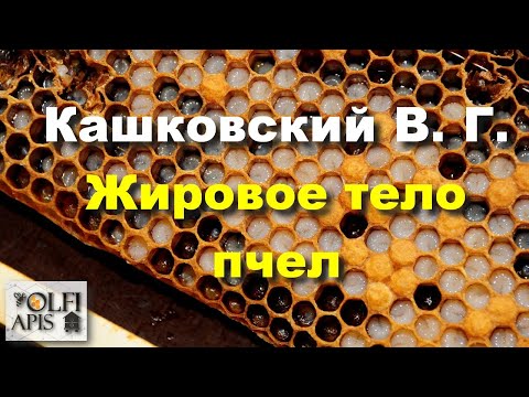 #Кашковский В.Г. Жировое