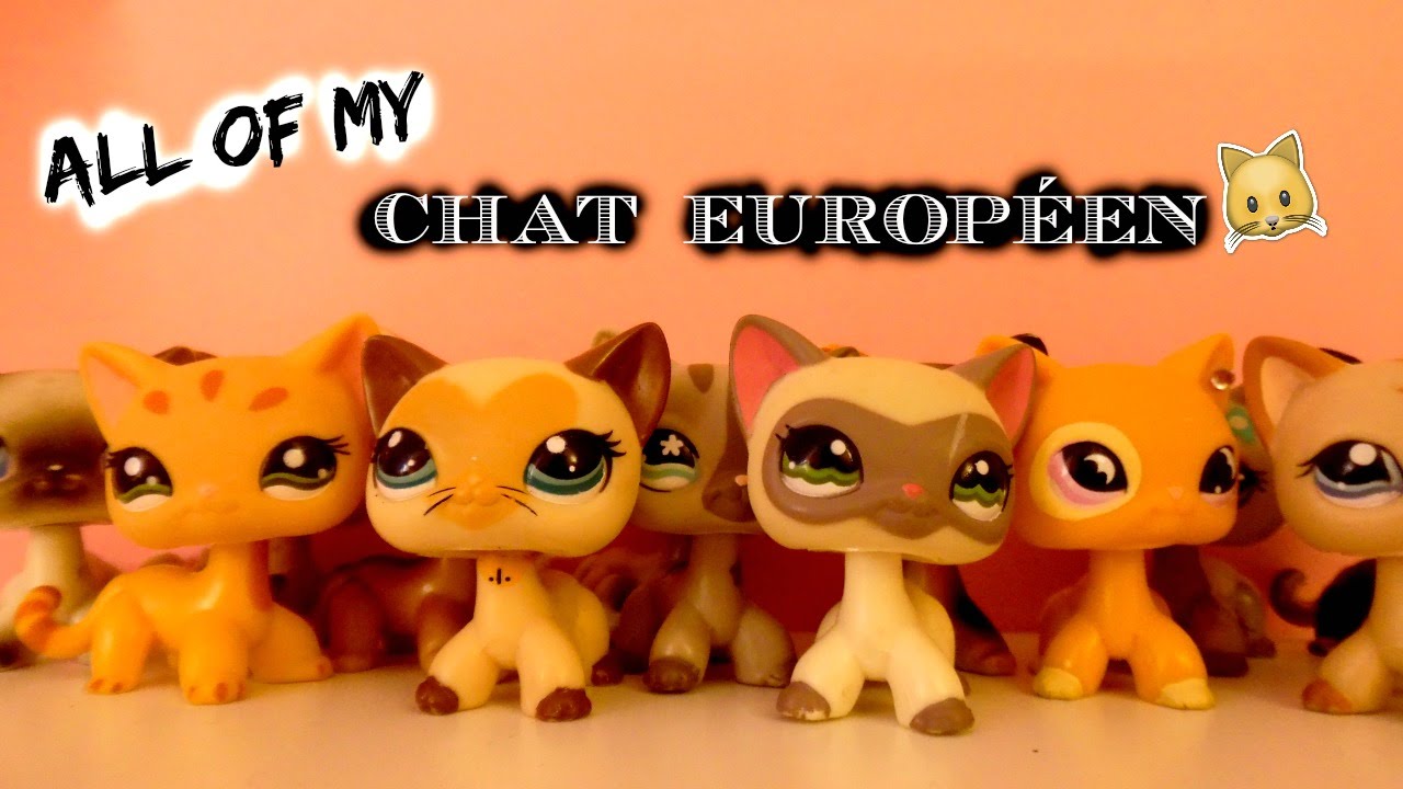 Tous Mes Chat Europeen Youtube