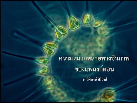 วีดีโอ: สาหร่ายใย: ขั้นตอนของการพัฒนา การสืบพันธุ์ วิธีเอาออกจากพิพิธภัณฑ์สัตว์น้ำ?