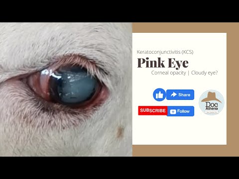 Video: Paano Magamot ang Pink Eye (Conjunctivitis) (na may Mga Larawan)