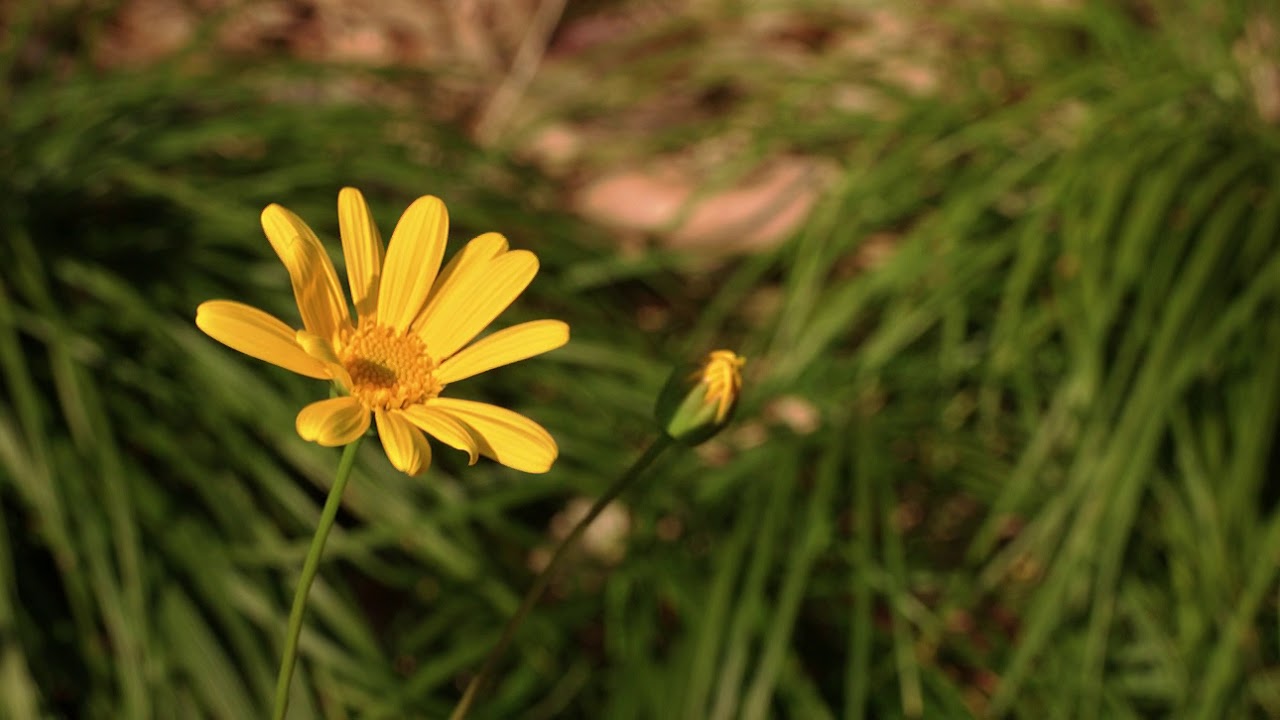 EOS M Magic Lantern 1080p 24fps 14bit Raw Sample - YouTube