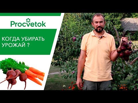 Поспешить или подождать? Морковь и свекла: сроки уборки