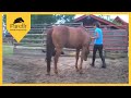 Parelli Horse Doesn't Want Its Owner to Leave! Horse Bonding with Human