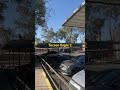 Hawk in Tucson 2