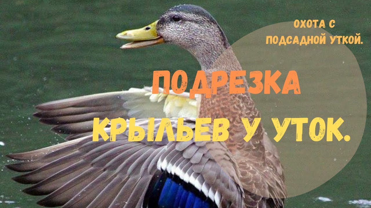 Как подрезать крылья уткам. Утка подсадная подрезка крыльев. Подрезать Крылья подсадной утки. Фото подрезание крыльев подсадной утки. Подрезка крыльев подсадной утки.