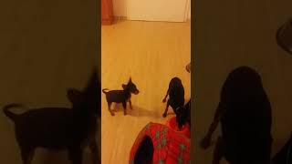 Puppy is angry because there is no food for him [Puppy barking ] [Cute video] shorts