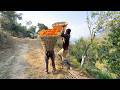 The village farmers harvest sweet oranges  east nepal village life  bijayalimbu