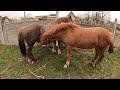 КОНІ НА ПРОДАЖУ/ Коні Ваговози/horses in Ukraine