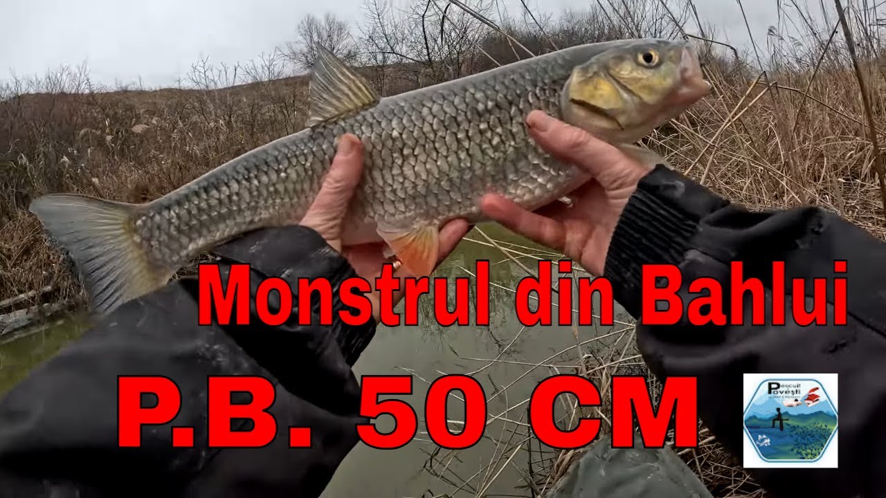 Mărțișoare de Bahlui - Primul clean 50 cm pe Bahlui - #mikado Iuhuuuuu ...