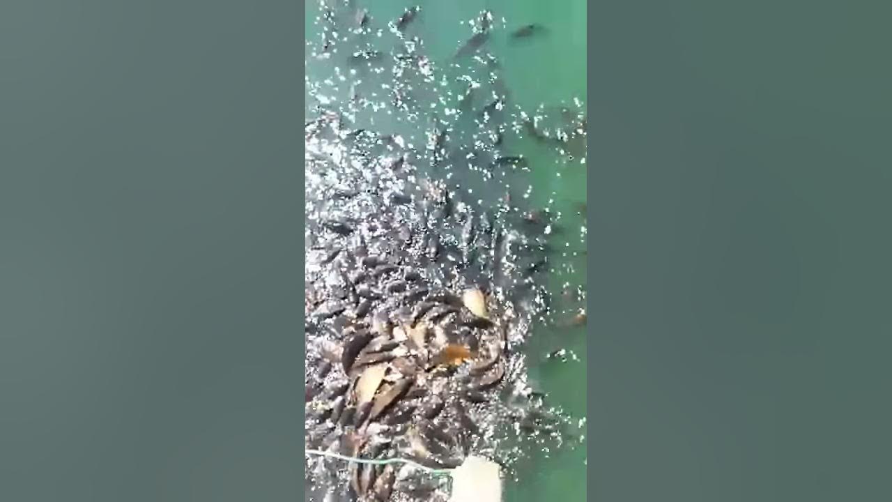 Plenty of fish - YouTube
