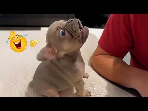 New FUNNY DOGS That Will Make You Laugh To Tears 😂🐕 Best Funny Dog Compilation 2026