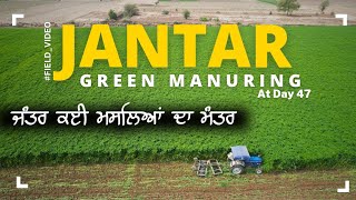 ਜੰਤਰ ( ਹਰੀ ਖਾਦ ) ਦੇ ਜਮੀਨ ਨੂੰ ਫਾਇਦੇ dhaincha crop green manuring benefits
