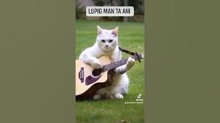 kucing main gitar 🤣