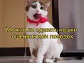 Можно ли одевать кошки ошейник или поводок