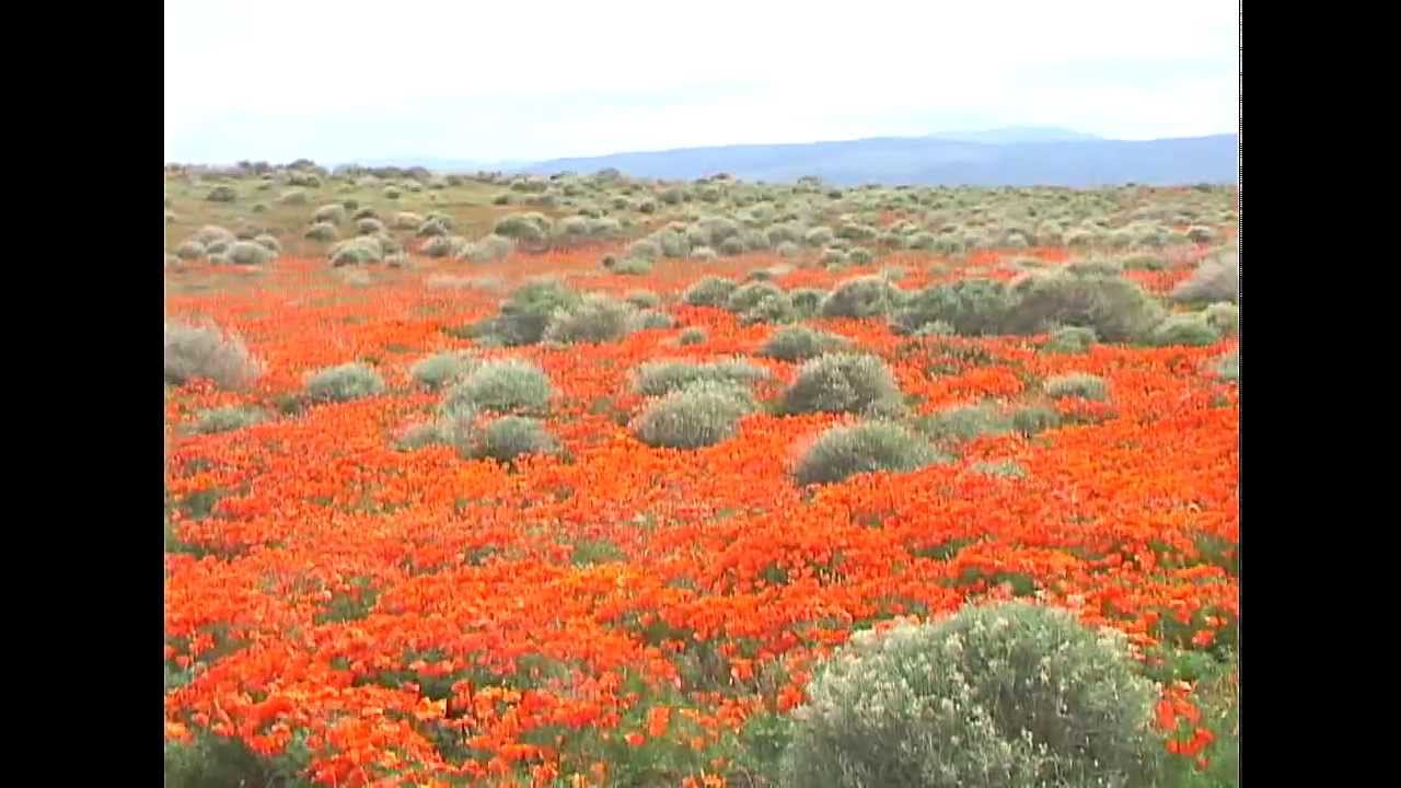 Pianist Sergio Gallo plays "Eponina" by Ernesto Nazareth, Brazilian composer