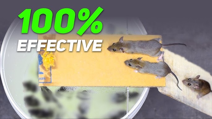 Best Humane Mouse & Rat Trap: A Safe and Effective Solution for Rodent  Control 