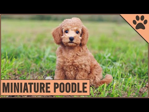 Miniature Poodle - Medium Size Poodle Version