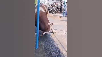 Sapi lucu, Sapi kepleset, Suara sapi, Sapi moo #shorts #viral #sapilucu #cow
