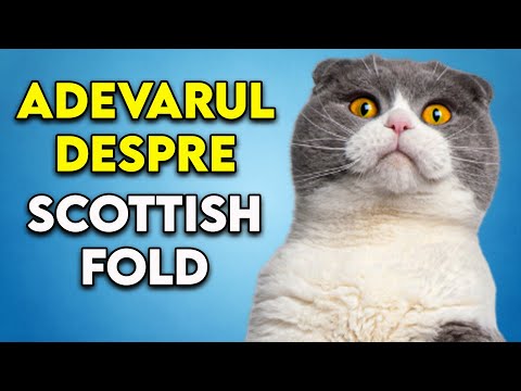 Video: Rase De Pisici: Scottish Fold