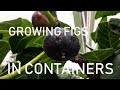 Complete Guide to Growing Fig Trees in CONTAINERS