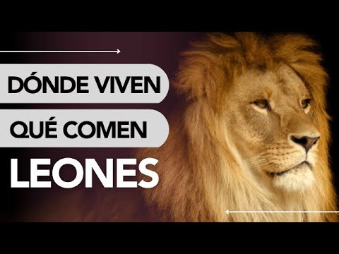 Video: ¿Dónde vive el león? Especies y área de distribución de los animales