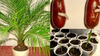Финиковая пальма: уход в домашних условиях, как вырастить из косточки, фото