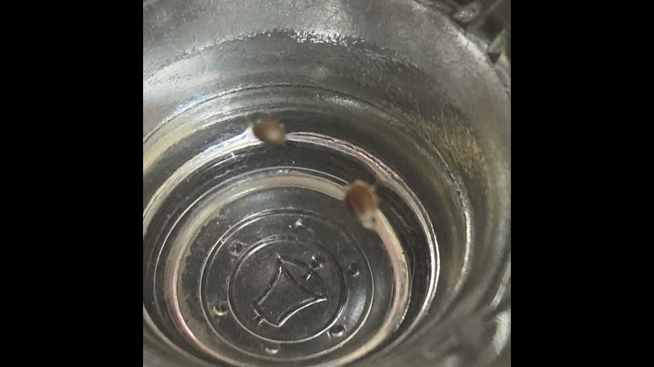 🔥Seguimiento🔥 🌱Gelato Auto XXL