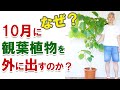 【是非やって！】観葉植物は、秋に外に出すといいよ！その理由！