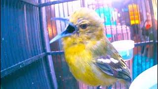 02 Enchanting Sounds Tropical Bird Calls to Relax   Aegithina tiphia   cipoh kacat sirtu