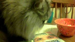 Nelson the cat eating MARSHMALLOWS!!!!!!!!
