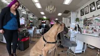 Cash 2.0 Great Dane on Reseda Blvd in Northridge