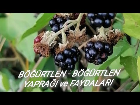 Böğürtlen, Karamuk, Mormorik, Diken çileği, Karamama, Kedi dutu, Blackberry, Rubus fruticosus.