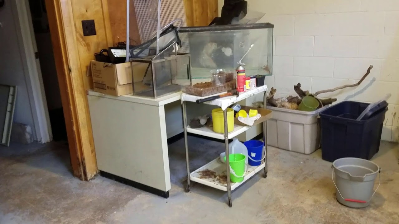 pets bd Reptile Room Renovation [Episode 1] - Tear down that wall!!!