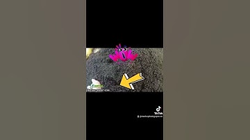 Trà Móc Câu Tân Cương Thái Nguyên Giá Tại Xưởng