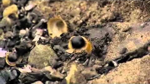 Finding and Cooking Wild Food on the Beach (Bushcraft Ray Mears)
