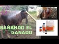 Bañando el Ganado (Becerros)