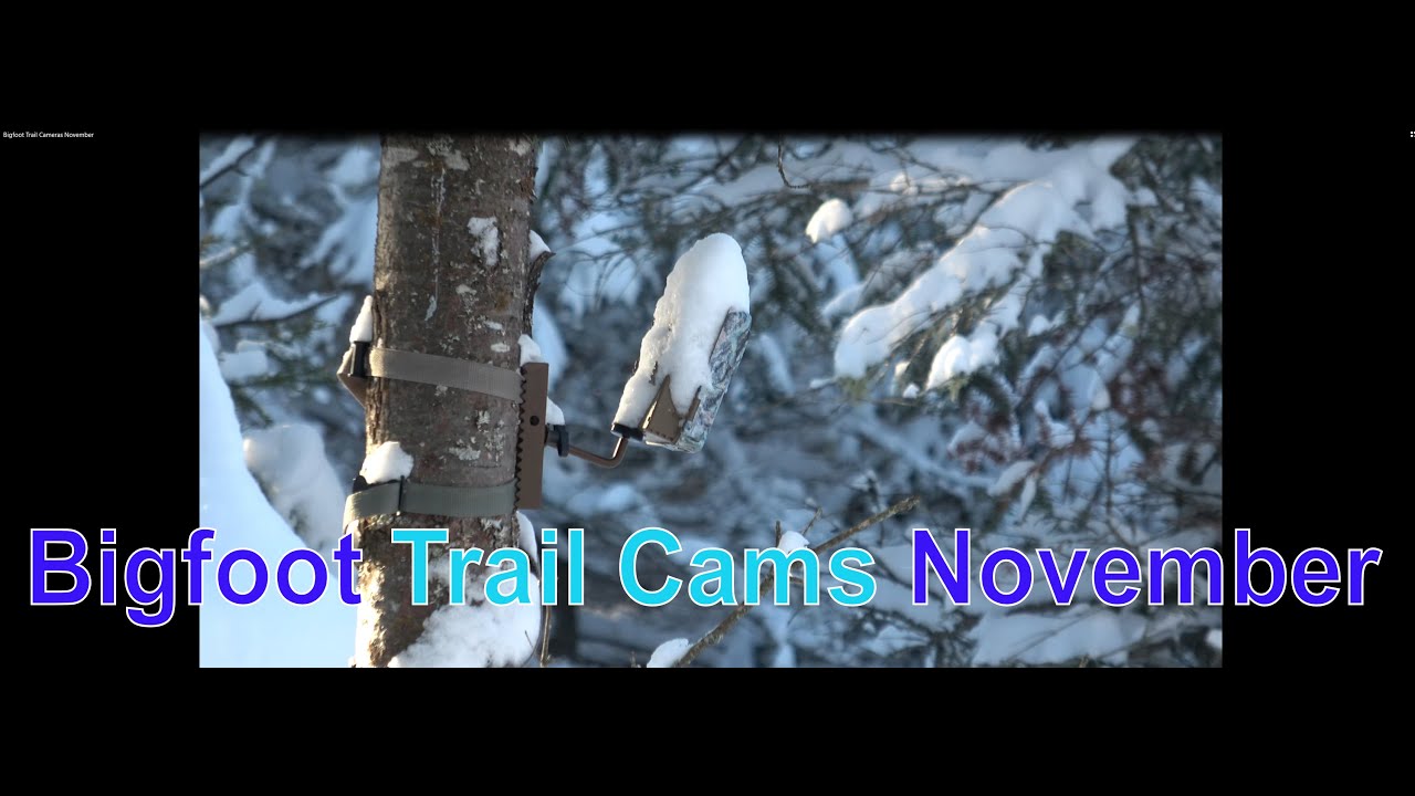 Bigfoot Trail Cameras November YouTube