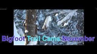 Bigfoot Trail Cameras November