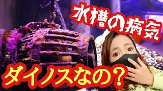 【海水魚水槽】水槽の病気❗️これはダイノスなの？違う細菌なの？my marine aquarium MOAMOAちゃんねる