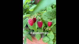9 Easy to Grow Cold-hardy Fruits for your Food Forest