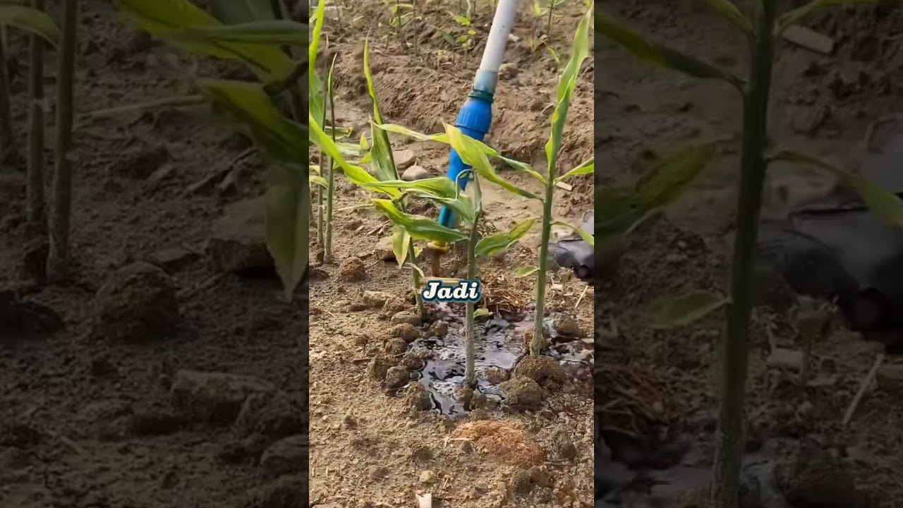 Trichoderma Harzianum, Fungisida Obat Jamur Paling Ampuh, Trichoderma untuk Jahe dan Kunyit