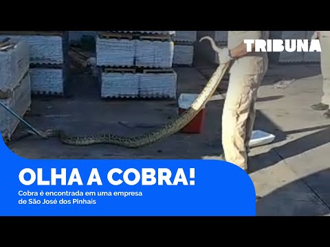 Cobra gigante é encontrada em empresa de São José dos Pinhais