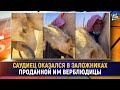 Саудиец оказался в заложниках проданной им верблюдицы