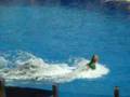 Seaworld- Chrissy falls in dolphin tank