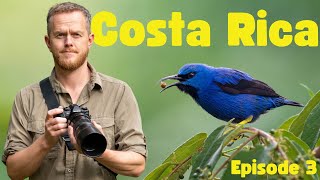 Коста-Рика 2022 (п3) | Фотографии дикой природы в Увите и заливе Дрейк