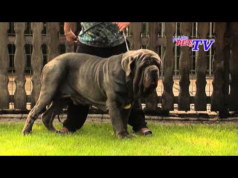 Video: Neapolitanischer Mastiff Hunderasse Hypoallergen, Gesundheit Und Lebensdauer