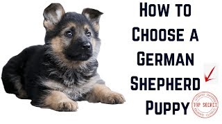 How to Choose a German Shepherd Puppy