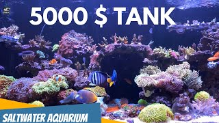 My FIRST Saltwater Aquarium Adventure BLEW MY MIND screenshot 2